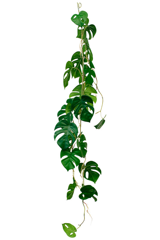 Garland Philodendron